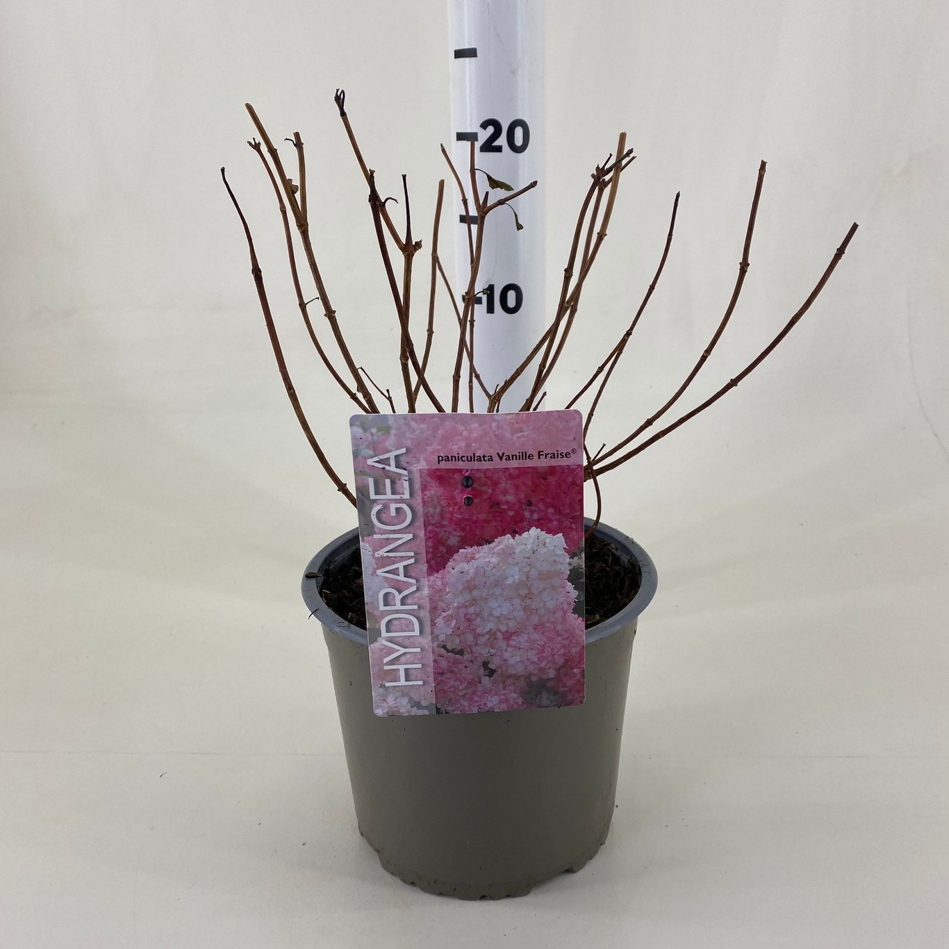 Hydrangea pan. 'Vanille-Fraise' - C3 20-30 CM